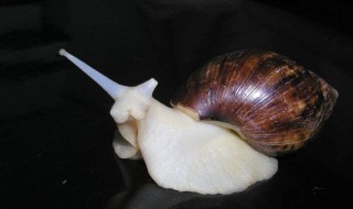 白玉蜗牛具体怎么养 白玉蜗牛具体怎么养的
