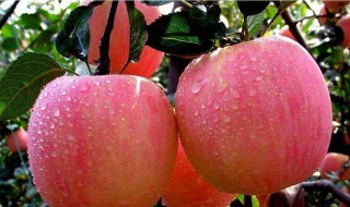 苹果花怎么浇水 苹果花怎么浇水视频