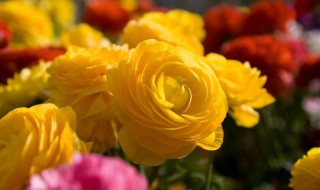 黄玫瑰放在花瓶怎么养 黄玫瑰怎样放花瓶