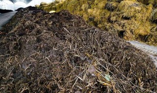 草木灰怎么用于施肥 草木灰入土好还是土表面好