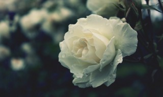白玫瑰代表什么（白玫瑰代表什么寓意和象征意义）