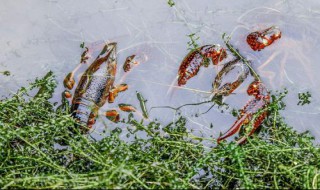 小龙虾塘换水应该在什么时候 小龙虾池塘什么时候加水