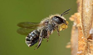 为什么蜜蜂会慢慢的死去（蜜蜂为什么会突然死亡）