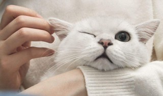 猫毛怎么才顺 猫毛如何