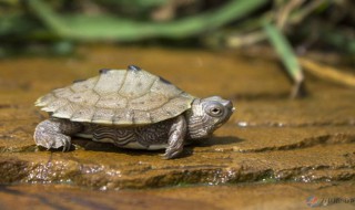 地图龟的养殖方法和注意事项 地图龟深水养还是浅水好