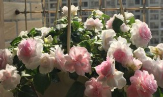 重瓣凤仙花的养殖方法 重瓣凤仙花的养殖方法和技术