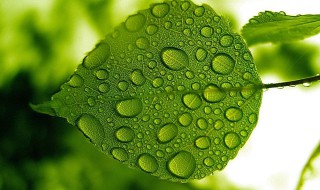 植物中叶绿体的作用是什么 植物中叶绿体的作用是什么呢