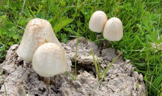 蘑菇怎样种好 怎样种植蘑菇创业