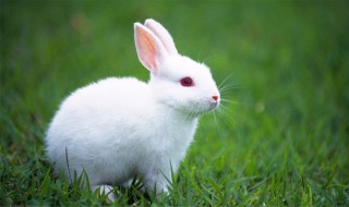家里的小兔子养几个月才成年?（兔子要养几个月才是成年）