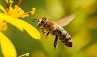 蜜蜂发育过程 蜜蜂发育过程图片