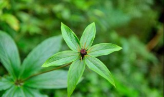 重楼是什么植物 重楼是什么植物图片