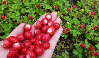 蛇莓的功效与作用 蛇莓的功效与作用吃法