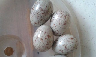 鸽子蛋可以放冰箱吗 鸽子蛋可以放冰箱吗