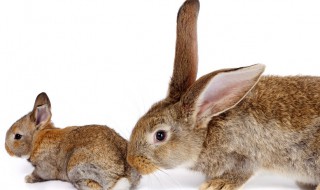 兔咬崽子怎么办 兔子咬兔崽子怎么回事!