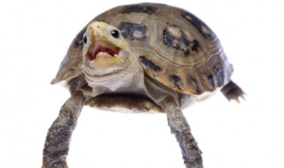 乌龟为什么一直张嘴巴 乌龟为什么一直张嘴巴呢
