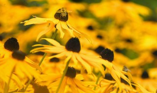 如何预防蜜蜂蛰伤（怎么预防蜜蜂蛰）