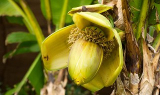 香蕉花朵有什么作用 香蕉花有什么作用?