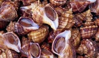 贝类的壳有什么作用 贝类的壳有营养吗