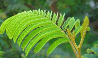 含羞草种植需注意什么（含羞草 种植）