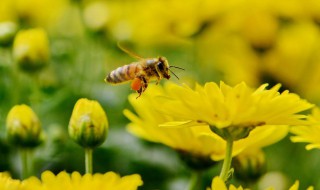 耳朵让蜜蜂叮到怎么办 耳朵被蜜蜂蜇了怎么办