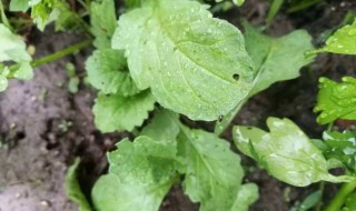 养的花里有西瓜虫怎么处理 花里有西瓜虫怎么办