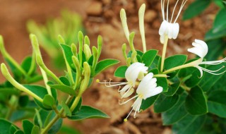 新鲜金银花怎样保存 新鲜金银花怎样保存时间长