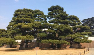 植物有哪五种共同特点（植物都有什么共同点）