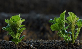 植株矮化什么原因 植株矮化什么原因?