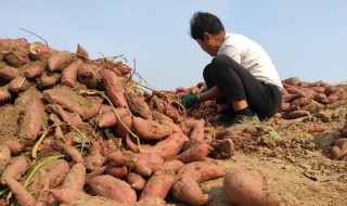 红薯用什么药治地下害虫好（红薯地用什么药杀地下虫）