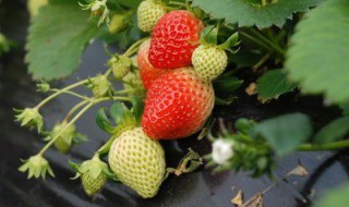 草莓真菌病害怎么办 草莓真菌病害用什么药