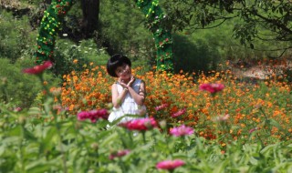 小蜜蜂花丛中飞呀是什么歌 小蜜蜂在花丛中飞舞