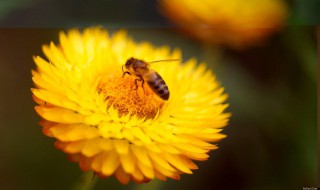 植物花粉有什么用处