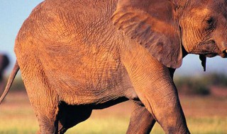 大象一般怀孕多久生下宝宝（大象怀孕多久生小象宝宝）