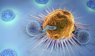 免疫力属于什么免疫 免疫力属于什么免疫细胞
