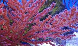 红海树怎么种 红海树图片大全
