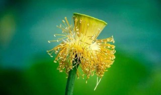 关于植物的诗 关于植物的诗句现代诗歌
