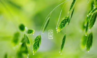 谷雨季节的祝福语（谷雨季节的祝福语和美丽入图片）