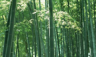 熊猫吃的竹子是树吗（熊猫吃的竹子是树吗视频）