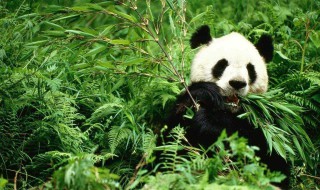 熊猫吃的竹子实际上是什么（熊猫吃的竹子实际上是什么样的）