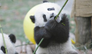 大熊猫最爱吃的竹子是什么 大熊猫最爱吃的竹子是什么竹子