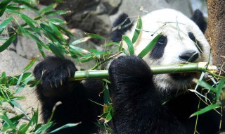 熊猫吃的竹子是什么（熊猫吃的竹子是什么竹大概好多钱）