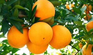 橘子的用途和作用（橘子的作用是什么呀）