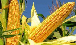 玉米是什么植物 玉米是什么植物裸子还是被子