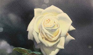 白玫瑰怎么种出来 白玫瑰怎么种出来的