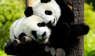 大熊猫是活化石吗（大熊猫是活化石吗还有谁是活化石）