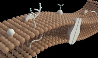 细胞膜有什么功能 细胞膜有什么功能生物