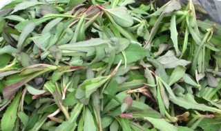 龙牙白菜是什么菜（龙牙白菜是什么菜做成的）