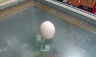 立蛋技巧（画鸡蛋图片）
