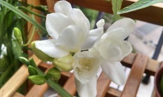 小苍兰花语（英国梨小苍兰花语）
