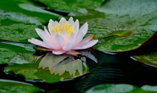 莲花风水禁忌（莲花在风水上的作用）